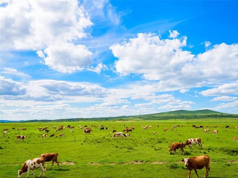 内蒙古草原之美与文化魅力探秘